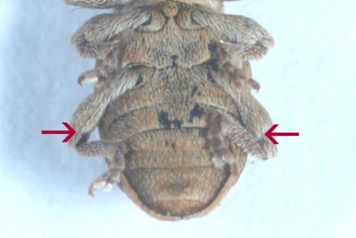 Réf. 276 941 : Tychius parallelus